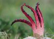 Devils fingers fungus