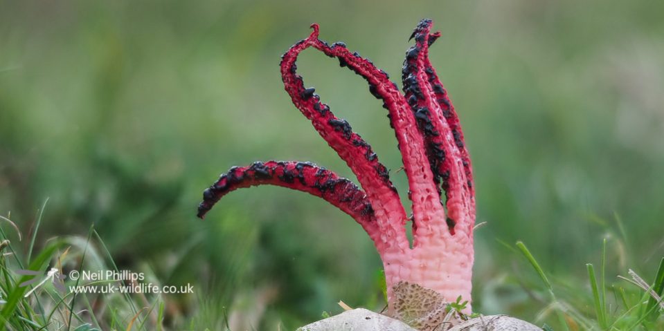 Devils fingers fungus