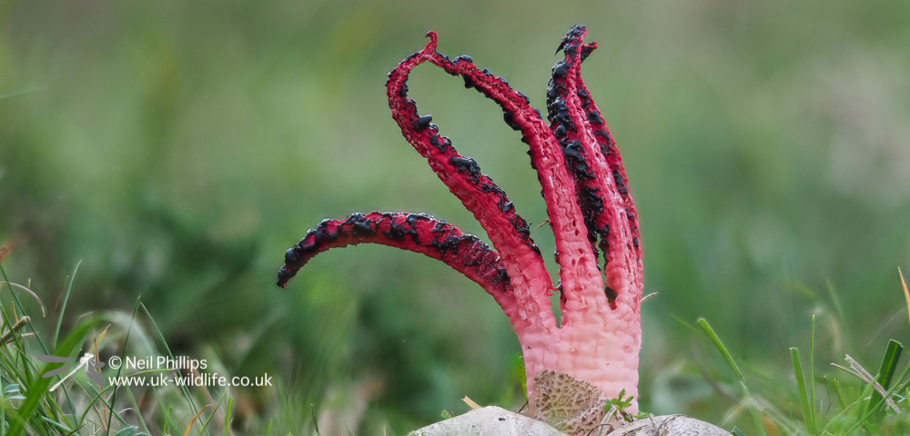 Devils fingers fungus